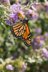 monarch butterfly on flower