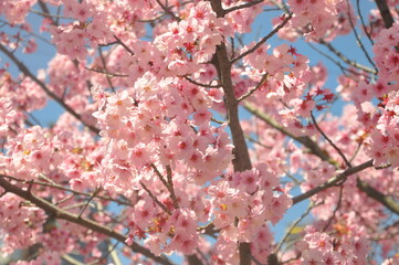 pink cherry blossoms
