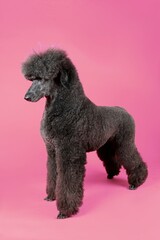 black royal poodle isolated on color background