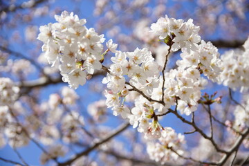 大阪桜ノ宮　桜並木