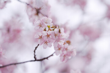 spring pink cherry blossoms. a branch with plum flowers. blurred background