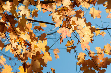 autumn leaves background