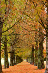 path of trees in autumn 
