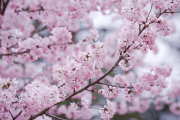 a branch with pink flowers. cherry blossoms in spring. spring floral pink background