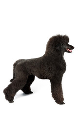 black royal poodle isolated on white background 