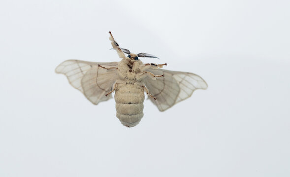 Silk moth on white background