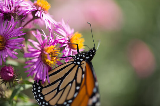 monarch butterfly on pink asters in the sun