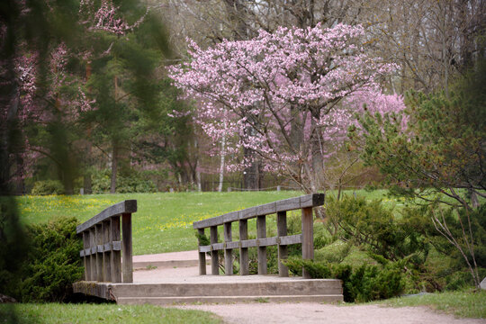 A wooden bridge in a spring blooming park. Trees with pink flowers on a green lawn