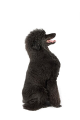 black royal poodle isolated on white background 