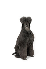 black royal poodle isolated on white background 