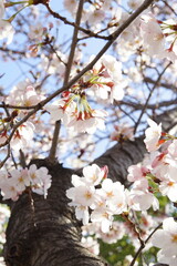 大阪桜ノ宮　桜並木