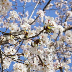 大阪桜ノ宮　桜並木