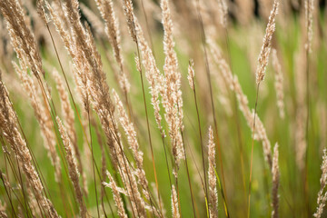 close up of grass