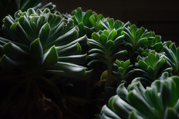 Obraz premium green succulents in pot