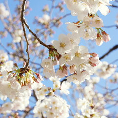 大阪桜ノ宮　桜並木