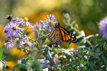 butterfly in the garden