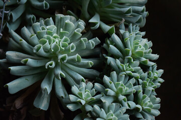 green succulents in pot