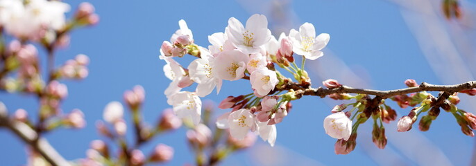 大阪桜ノ宮　桜並木