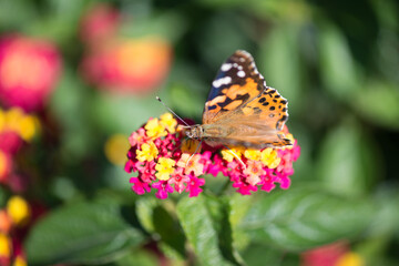 Fototapeta na wymiar spotted butterfly on Lantana blossoms