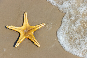 Fototapeta na wymiar Starfish lying on the sea beach with a waves, top view