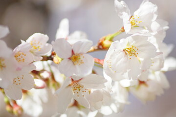 大阪桜ノ宮　桜並木