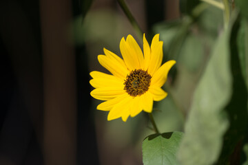 isolated yellow flower on a bokeh background
