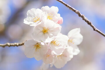 満開の桜