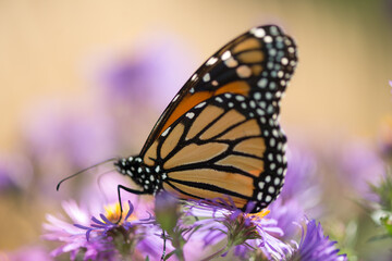 Fototapeta na wymiar monarch butterfly on flower - sand and violet bokeh background (blank space)