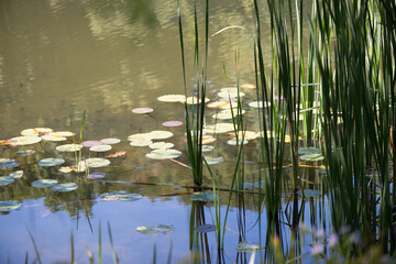 pond with reeds and lily pads, sky reflection and trees in the park