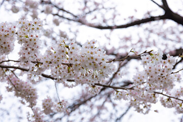 Cherry blossom at the park cloudy day