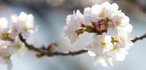 満開の桜