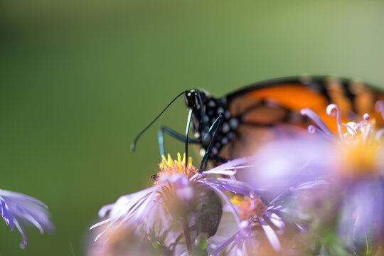 frontal bottom view of monarch butterfly climbing up on an aster blossom