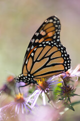 monarch butterfly on flower - bokeh background