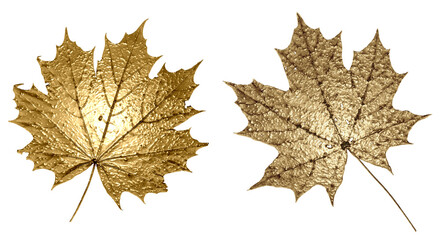 Maple leaves with golden texture. Isolated leaves on an empty background. - obrazy, fototapety, plakaty