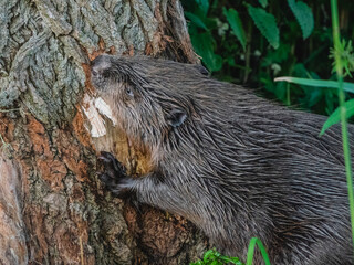 Beaver eating away at bark of a tree