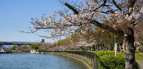 Obraz premium 大阪桜ノ宮 桜並木