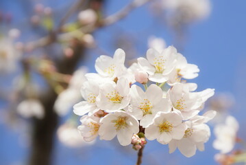 大阪桜ノ宮　桜並木