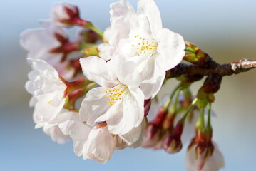 大阪桜ノ宮　桜並木