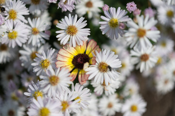 Fototapeta premium Symphyotrichum novi-belgii (new york asters) and Helenium blossom (yellow flower at center)