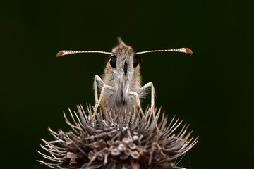Macro shots, Beautiful nature scene. Closeup beautiful Grizzled Skippers  sitting on the flower in a summer garden.