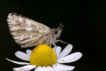 Macro shots, Beautiful nature scene. Closeup beautiful Grizzled Skippers  sitting on the flower in a summer garden.