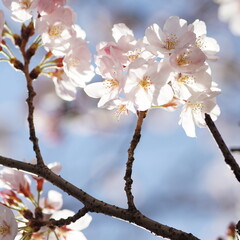 満開の桜