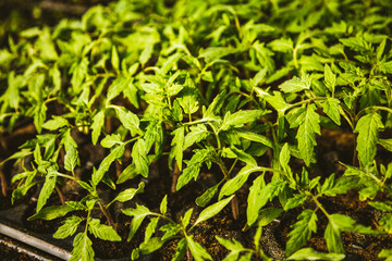 seedlings growing in spring organic bio gardening permaculture