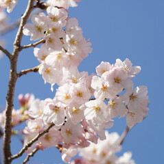満開の桜