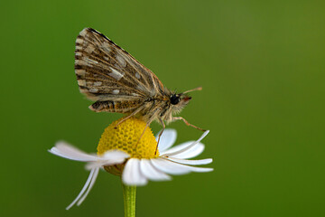 Macro shots, Beautiful nature scene. Closeup beautiful Grizzled Skippers  sitting on the flower in a summer garden.