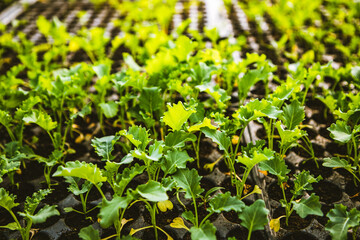 seedlings growing in spring organic bio gardening permaculture