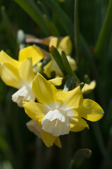 yellow daffodils in spring