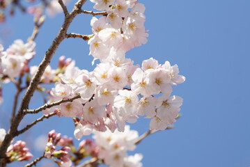 Fototapeta premium 満開の桜