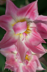 Fototapeta na wymiar pink flowers in delicate sunlight