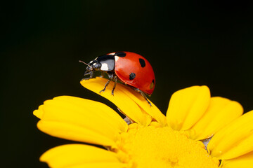 Beautiful ladybug on leaf defocused background